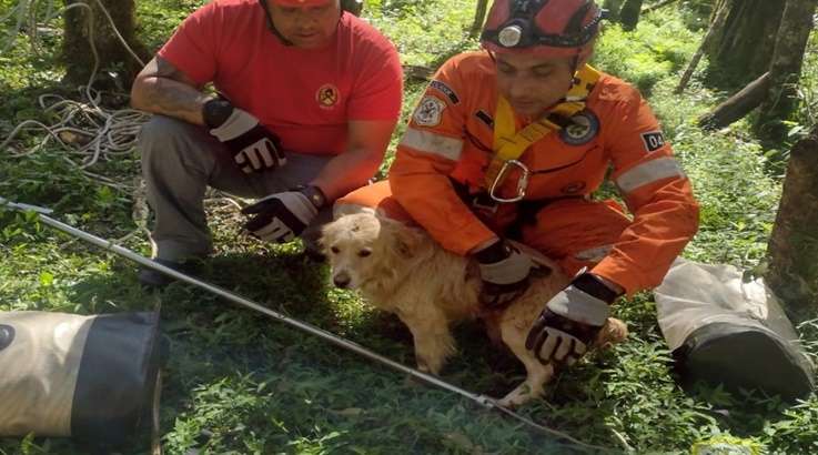 cão