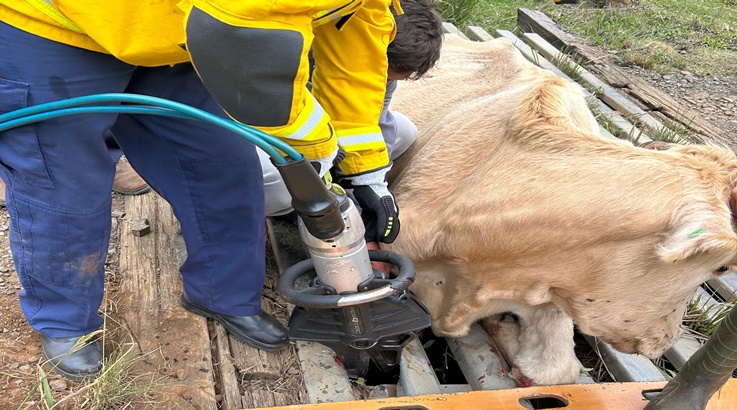 Bombeiros salvam animal preso em “mata-burro” em Lebon Régis 1 animal1