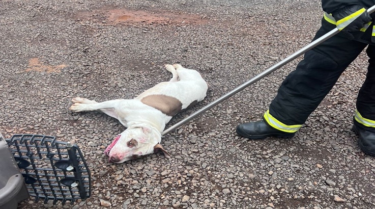 cão