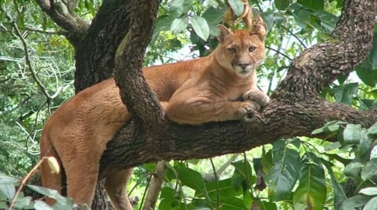 onça
