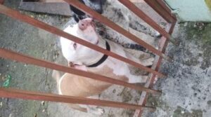 cão