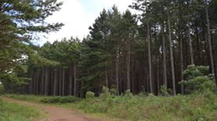 Setor florestal de SC faz apelo contra tarifa dos EUA que ameaça 103 mil empregos 1 floresta1
