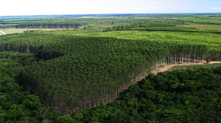 floresta