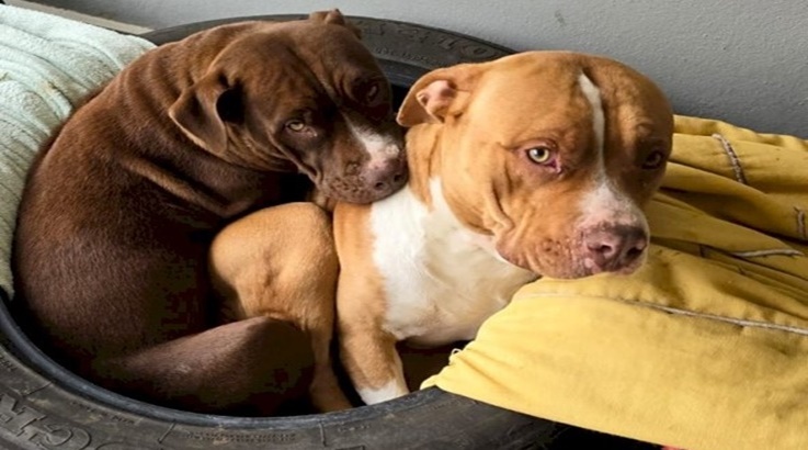 cachorros