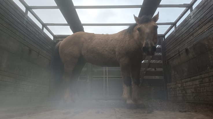 cavalo