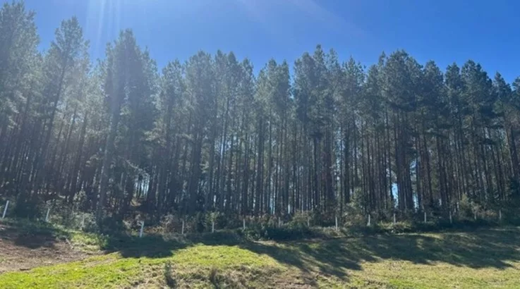 Estudo mostra que SC tem quase 1 milhão de hectares de florestas plantadas 1 pinus