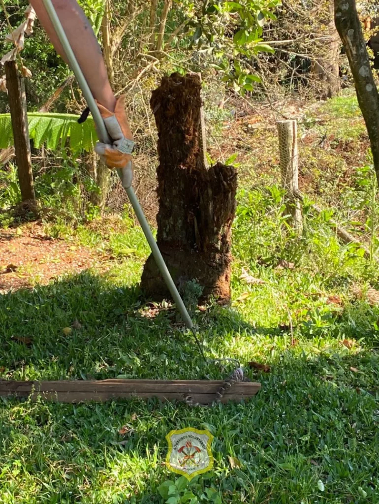 Bombeiros capturam jararaca em pátio de residência em Caçador 2 cobra1