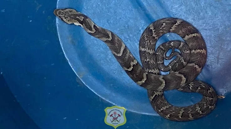 Bombeiros capturam jararaca em pátio de residência em Caçador 1 cobra