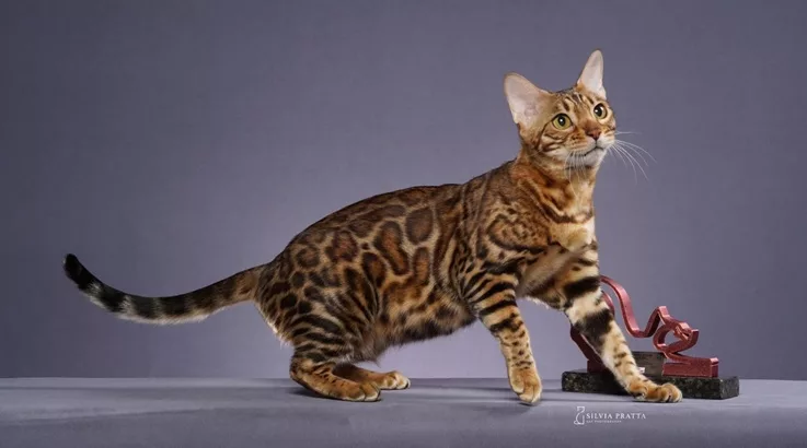 Criador caçadorense disputa campeonato mundial de beleza felina 3 gato1