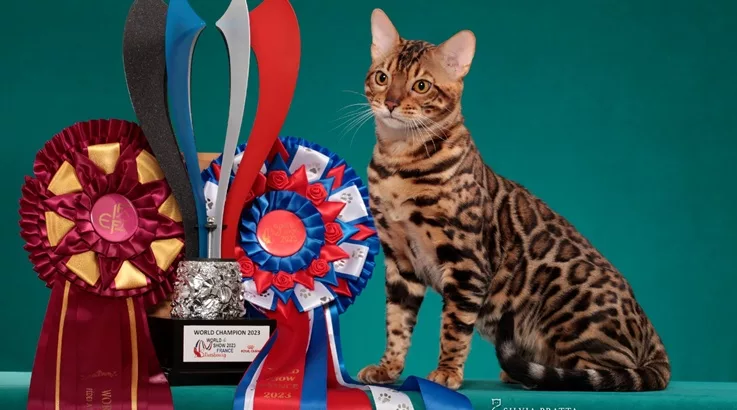 Criador caçadorense disputa campeonato mundial de beleza felina 2 gato2