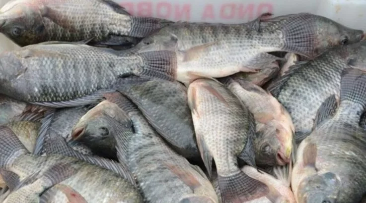 Tilápia e camarão entram em lista de espécies invasoras e geram impasse 1 peixe