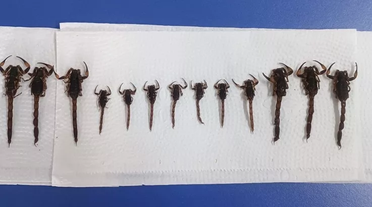 Vigilância de Caçador realiza ação noturna e captura 13 escorpiões 1 escorpiões