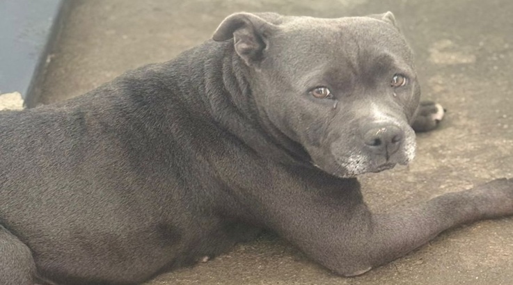 cão