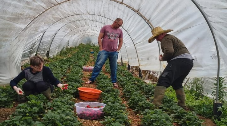 verduras