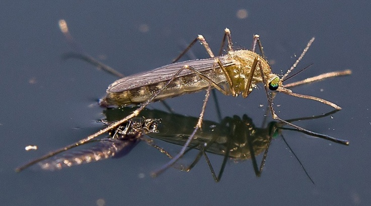 mosquito