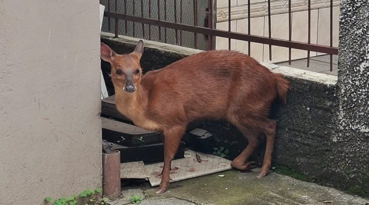 cervo