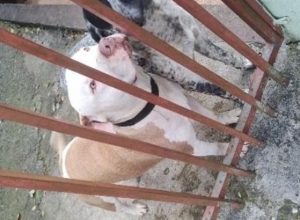 cão