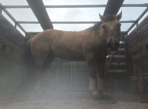 cavalo