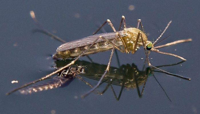 mosquito